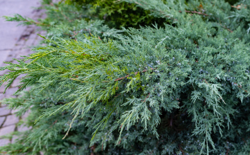Juniper, coniferous shrub