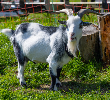 Goat in the Rural Farm