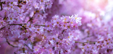 A shrub blooming in spring, ornamental plum, stock photo