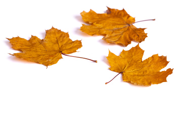 Autumn maple leaves on a white background, place for text