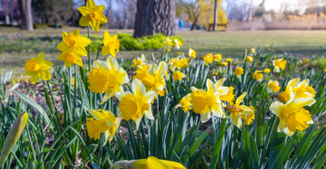 Daffodils blooming in the park