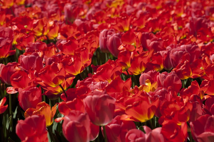 Red Tulips