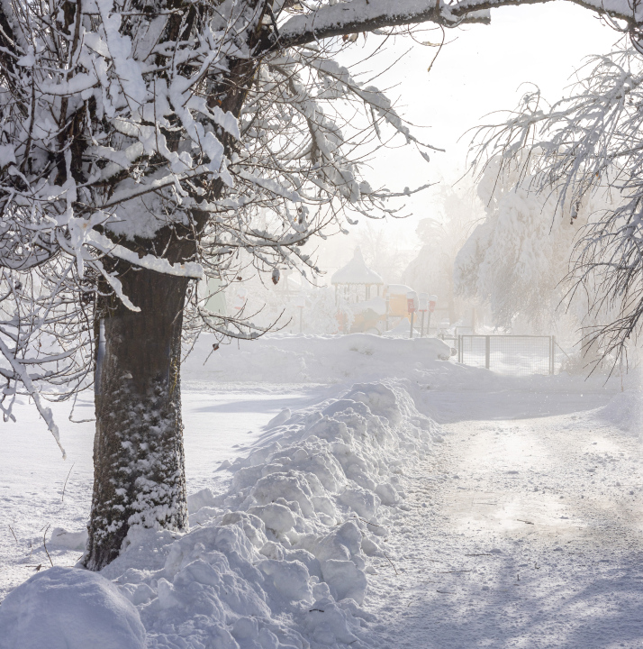 Snow on the branches, winter, snow-cleared road