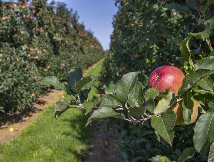 Apples in Jabłonia in the Orchard