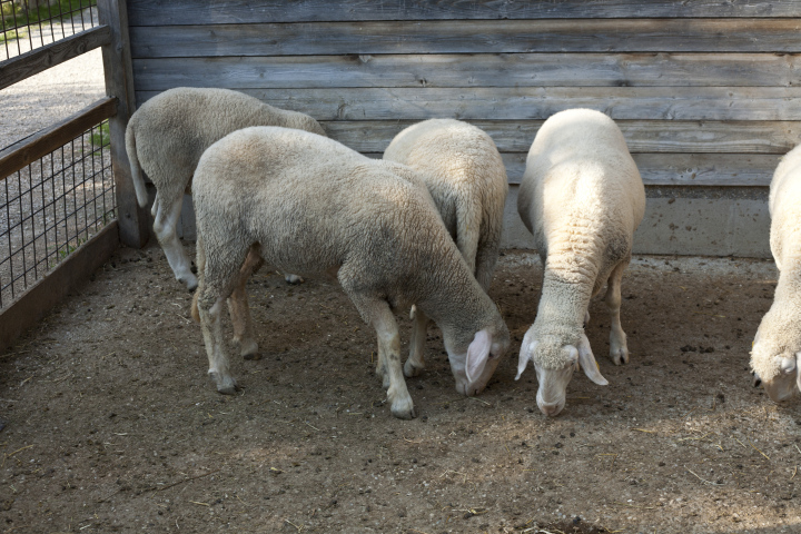 Breeding of Rams