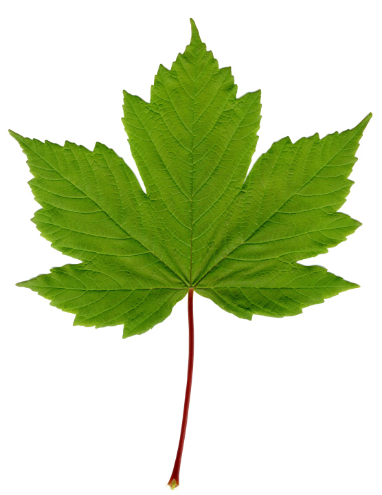 Green Maple Leaf