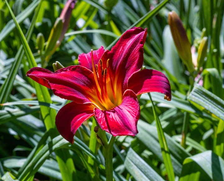 Red lily