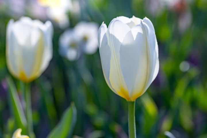 White tulips