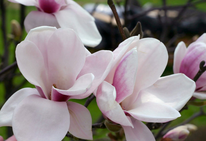 Blooming Magnolia