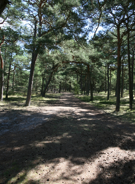 A pine forest