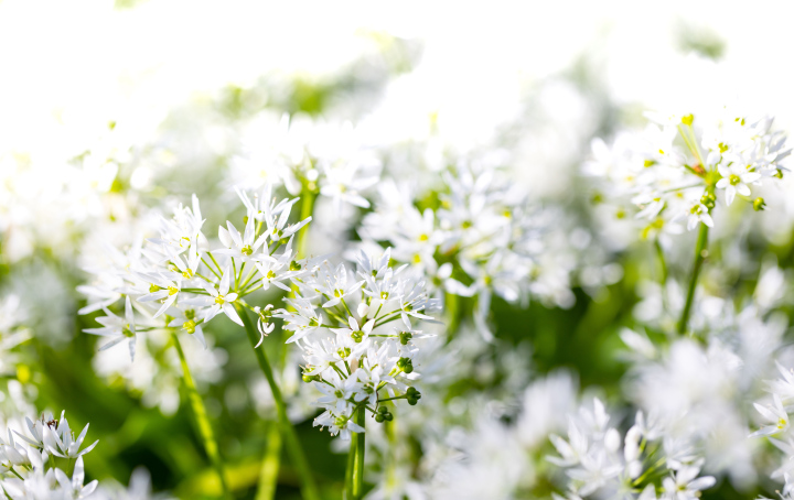 Tiny white flowers in the garden. Photo with space for text.