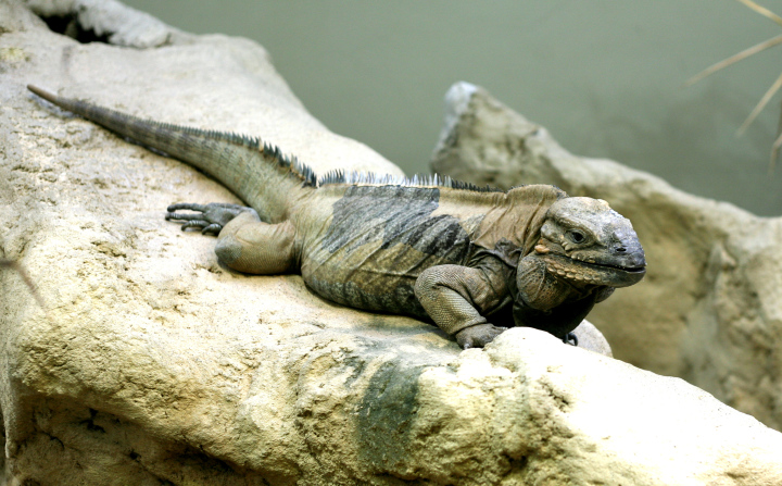 Nosorogi iguana
