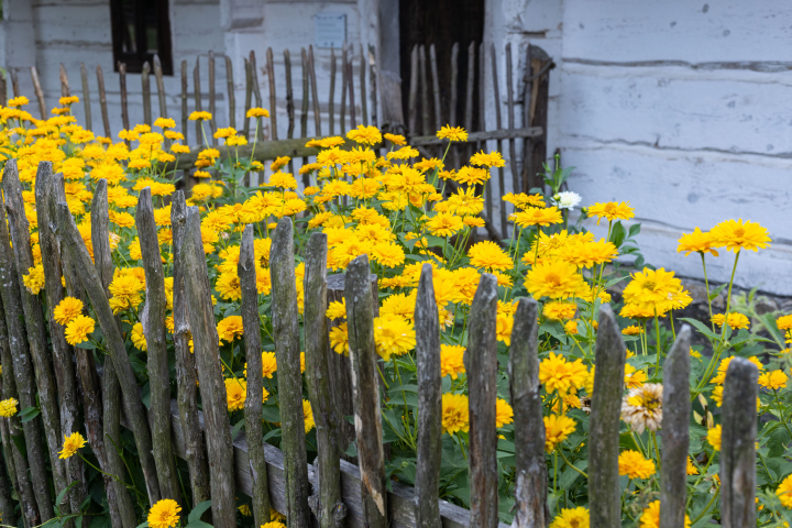 Country fence and yellow flowers.