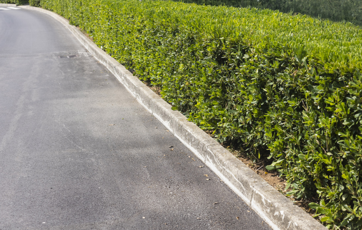 A hedge of low shrubs