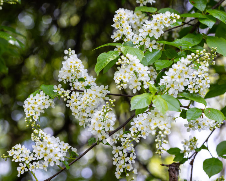 Bird Cherry