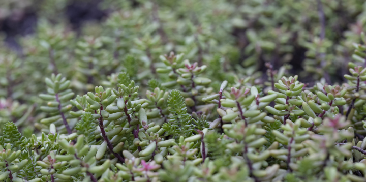 Sedum white