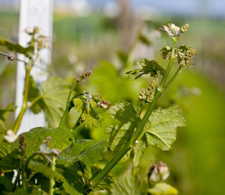 Vine Shoots In The Spring