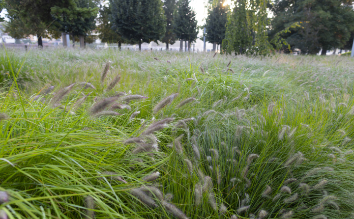 Ornamental Grass planted in the City