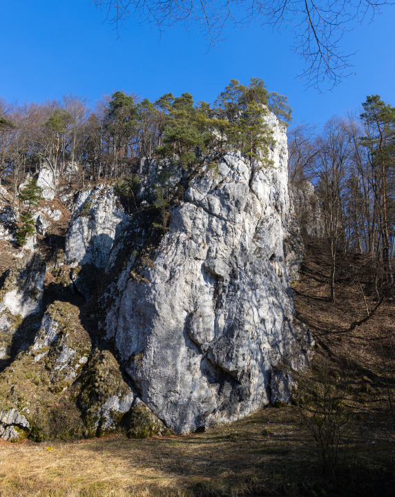 Limestone rock with trees on top