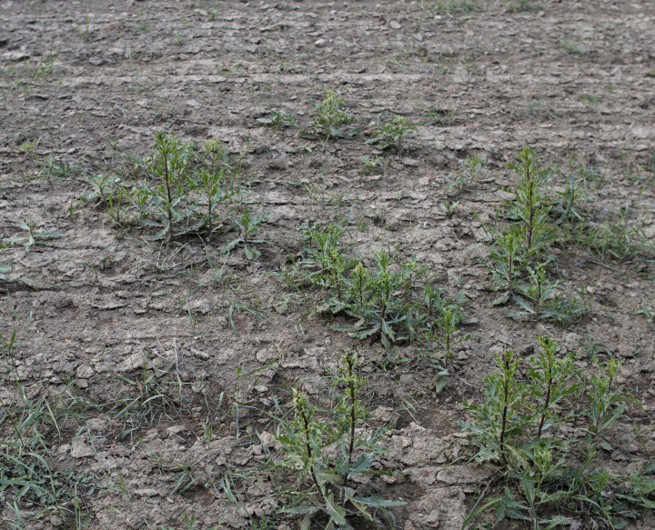 Weeds On A Farmland