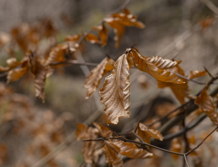 Dry Leaves on Branches