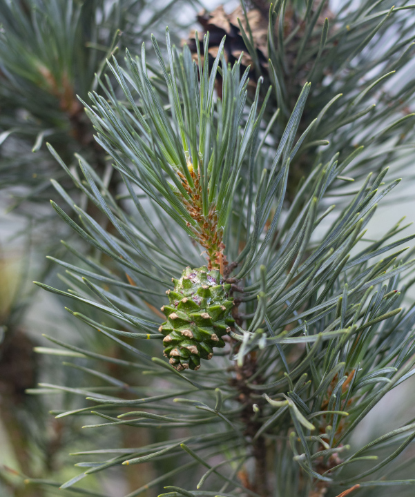 Green Pine Needles