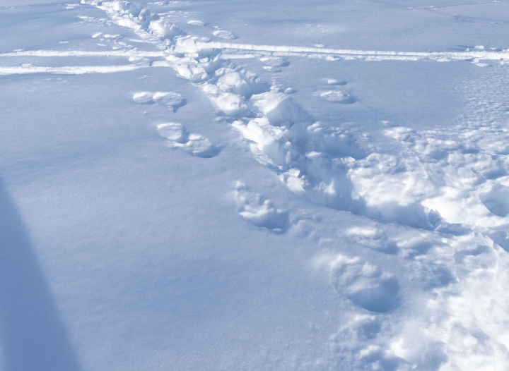 Traces in the Snow