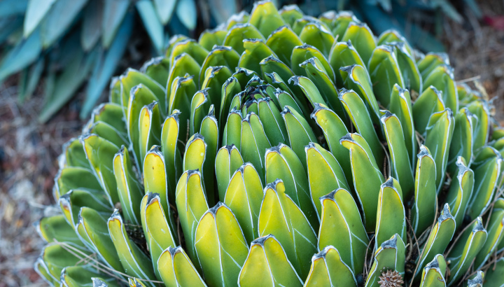 Queen Victoria's Agave