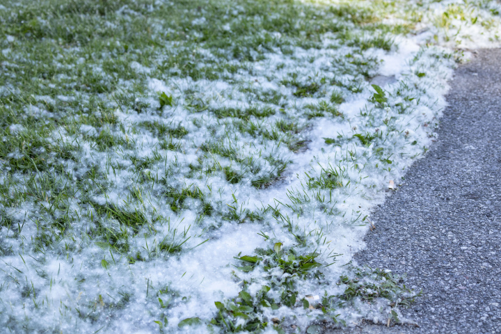 Spring Pollen from Poplars on the pavement