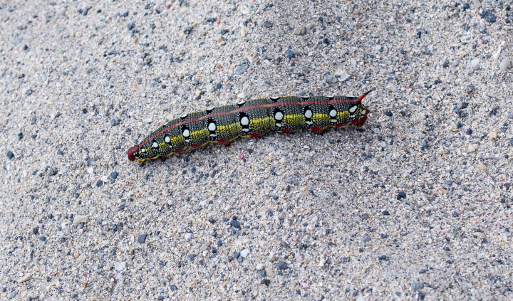 Colorful Caterpillar on Sand