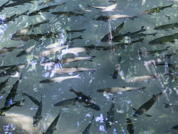 Shoal Of Fish In The Lake