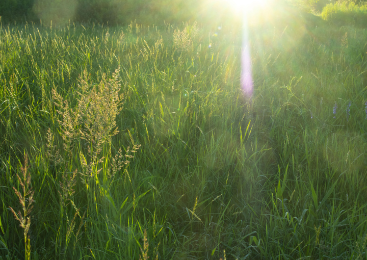 Meadow in the morning sun