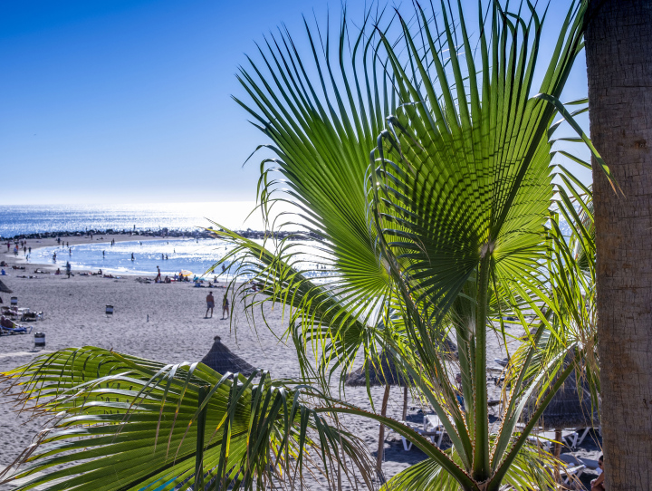 Holidays Under Palm Trees