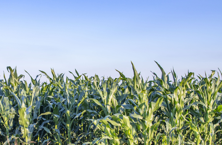 Growing Corn free picture