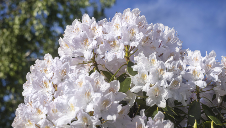 White Rhododendron