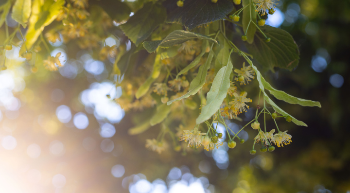 Linden leaves in the sun, stock photo