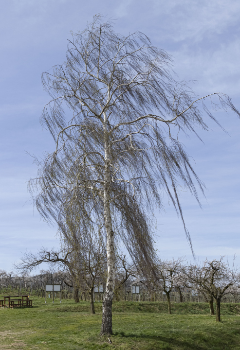 Weeping Birch, a tree on the border of the property