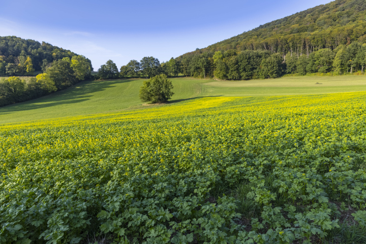 Agricultural fields in undulating terrain