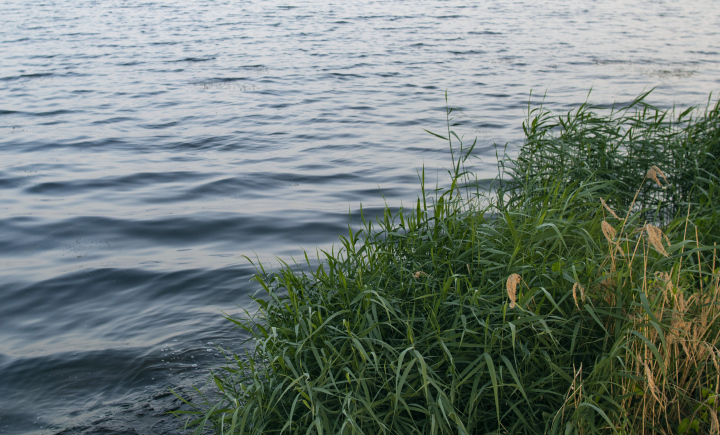 Shore of the lake