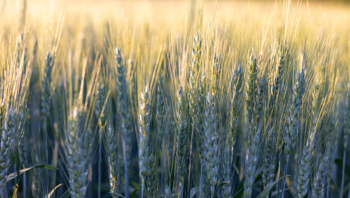 Cereal Cultivation