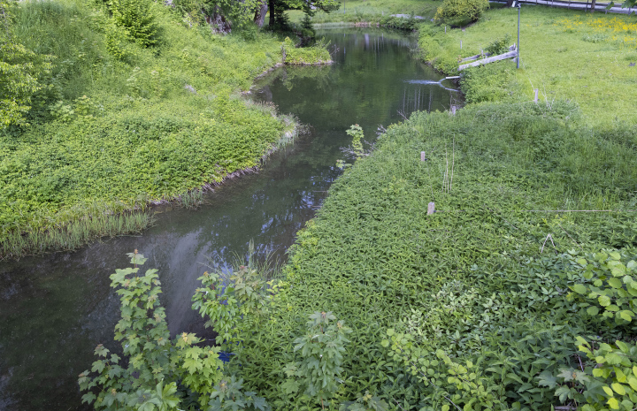 A small pond with overgrown banks