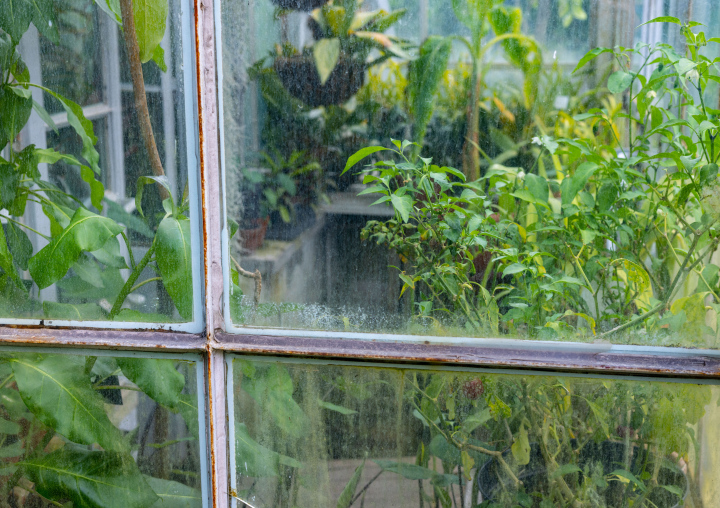 Plants behind greenhouse glass