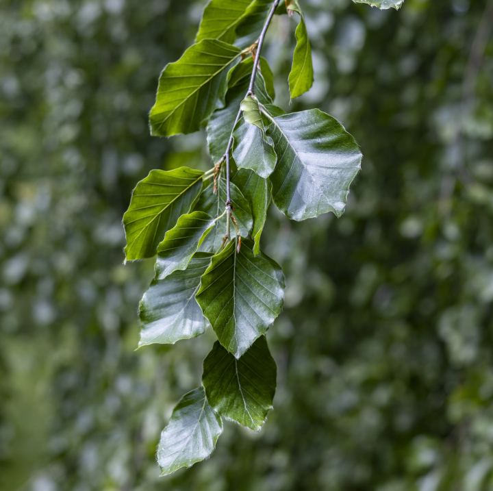 Beech, deciduous tree