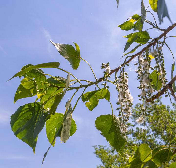 Poplar leaves, pollen