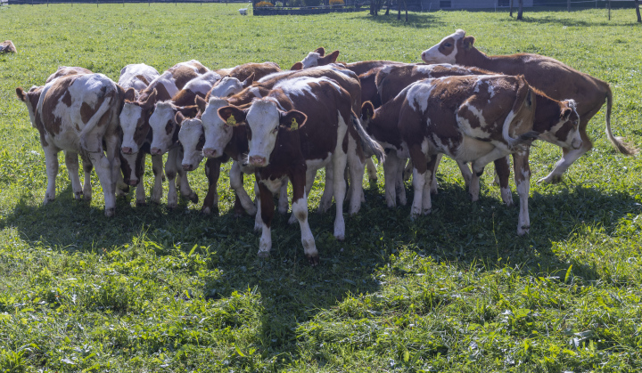 A herd of calves