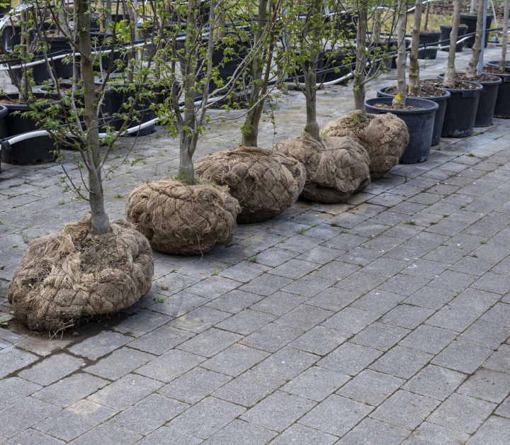 Trees in the Nursery