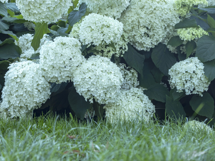 White Garden Hydrangea