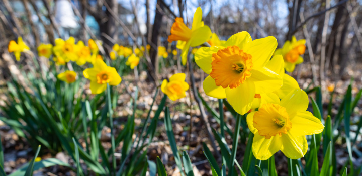 Blooming daffodils. Spring in the Garden.