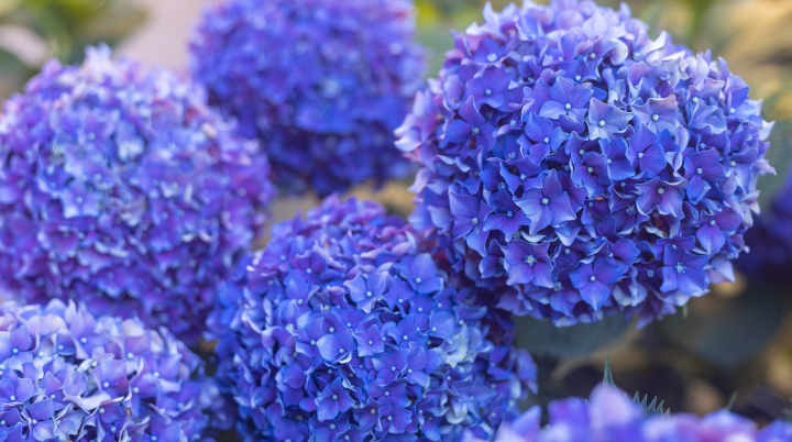 Blue Hydrangea in the Garden, flowers