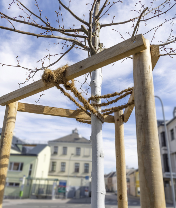 Young tree attached to stakes